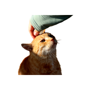 A Person Gently Strokes A Ginger Cat Outdoors On A Sunny Day, Capturing A Moment Of Connection And Affection. 17853 - Cat PNG image with transparent background